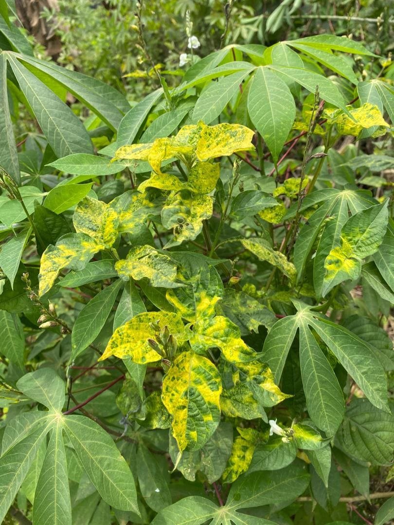 The Alarming Eastward Front of Cassava Mosaic Disease Reported in Guinea and Sierra Leone Reaches Western Côte d’Ivoire
