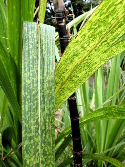 First report of sugarcane white streak virus infecting sugarcane (Saccharum spp.) in Côte d’Ivoire