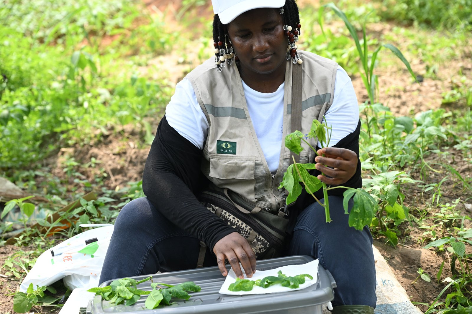Eacmv-ug: a clear threat to cassava production in africa