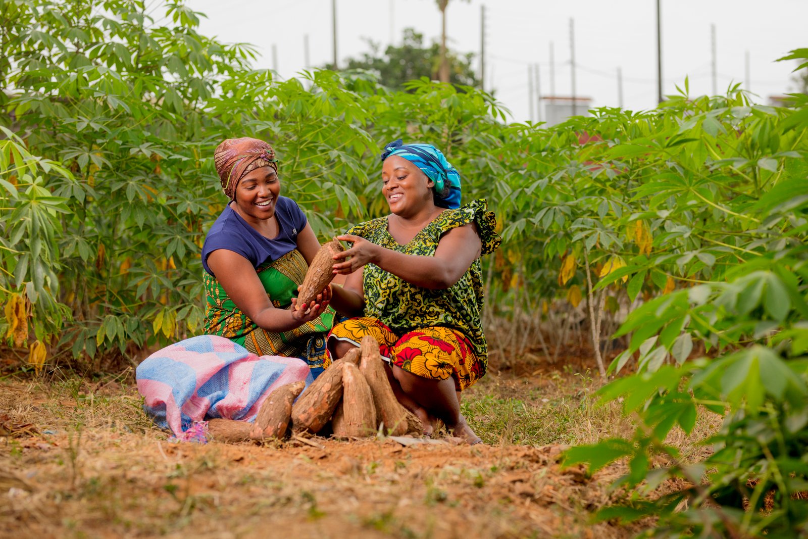 Farmers in maize field