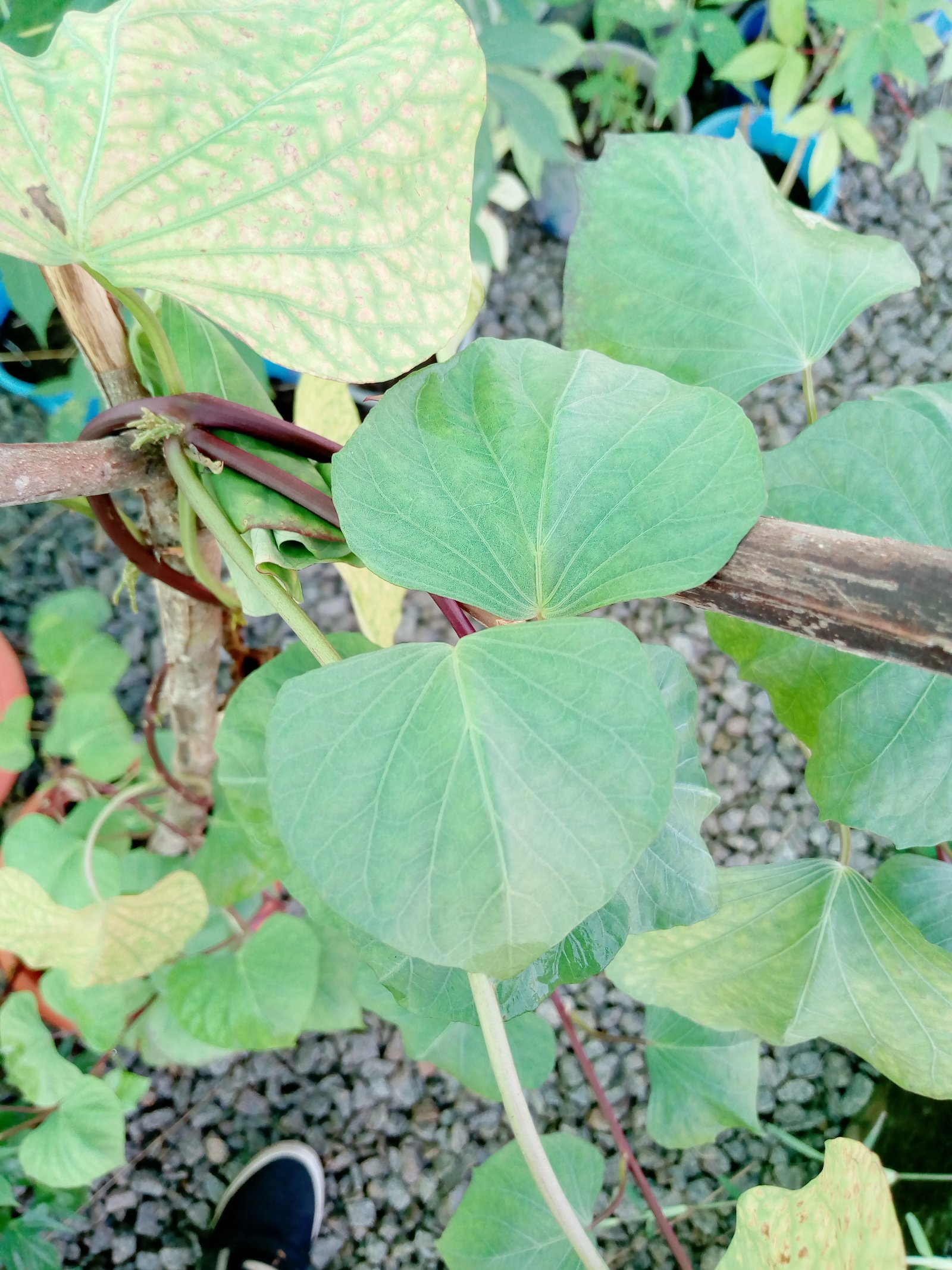 Sweet Potato