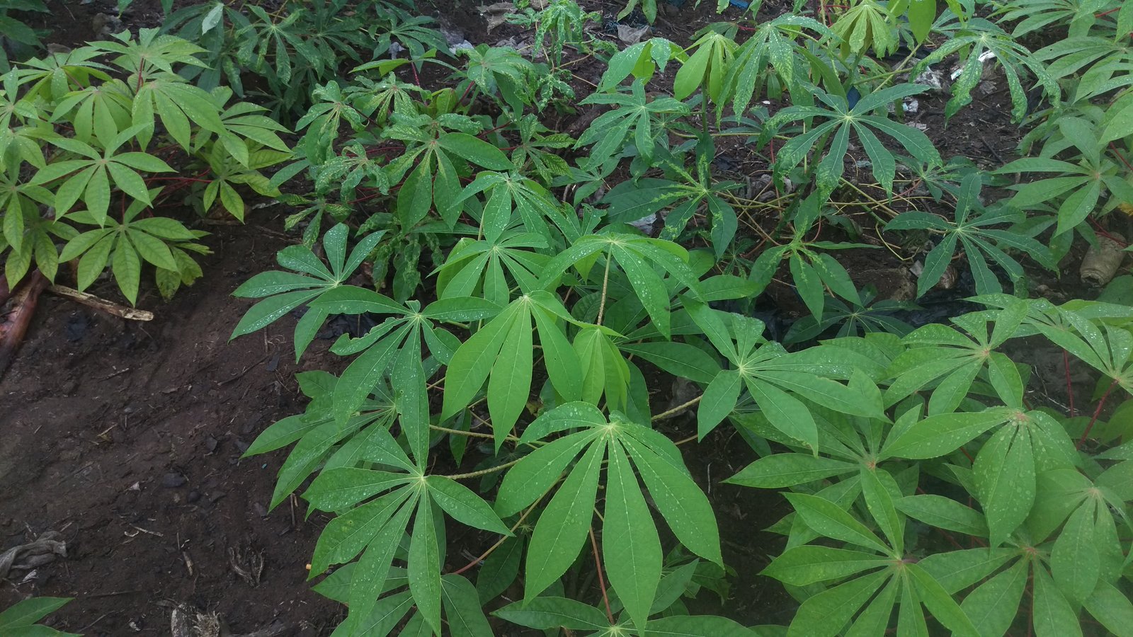 Cassava