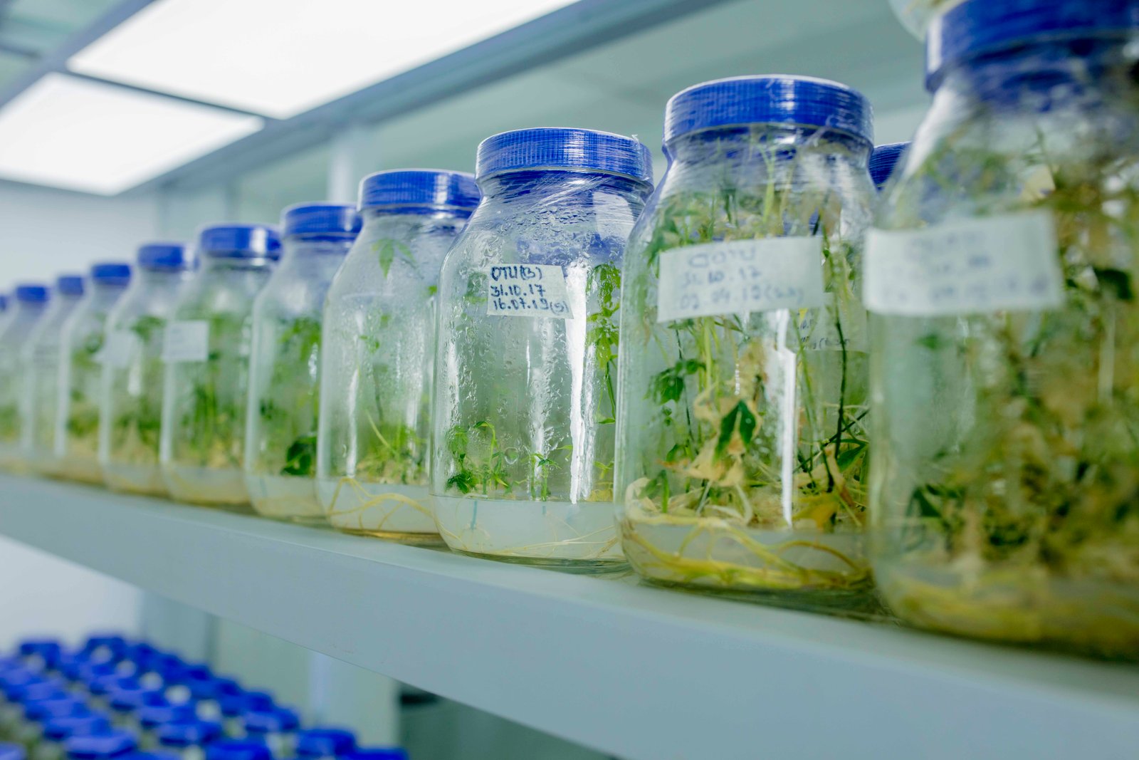 Tissue Culture and Seed Production